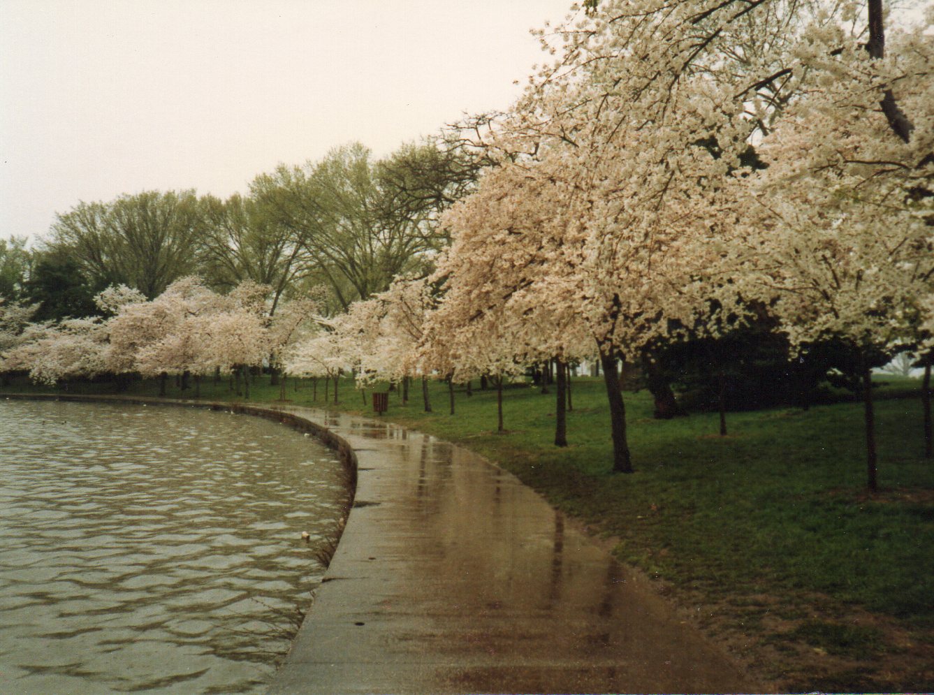 Cherry Blossoms on a rainy day